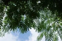 Perzische Slaapboom Als Struik (Albizia Julibrissin 'Ombrella') 16 Perzische Slaapboom Als Struik (Albizia Julibrissin 'Ombrella') -Tuinplanten Winkel 20121003160612 4