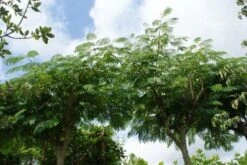 Perzische Slaapboom Als Struik (Albizia Julibrissin 'Ombrella') 17 Perzische Slaapboom Als Struik (Albizia Julibrissin 'Ombrella') -Tuinplanten Winkel 20121003160630 4