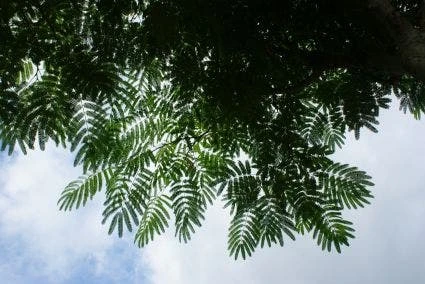 Perzische Slaapboom Als Struik (Albizia Julibrissin 'Ombrella') 9 Perzische Slaapboom Als Struik (Albizia Julibrissin 'Ombrella') - Afbeelding 7