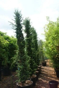 Zuilvormige Ceder (Cedrus Libani 'Fastigiata') -Tuinplanten Winkel 20121003161759 10