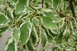 Reuzenkornoelje (Cornus Controversa 'Variegata') -Tuinplanten Winkel 20121003162215 7