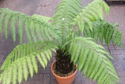 Grote Boomvaren (Dicksonia Antarctica) 3 Grote Boomvaren (Dicksonia Antarctica)