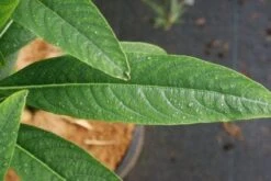 Papierstruik (Edgeworthia Chrysantha) -Tuinplanten Winkel 20121003163514 3