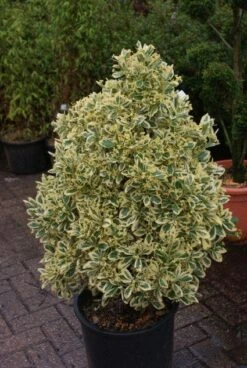 Kardinaalshoed Als Pyramide (Euonymus Japonicus 'Bravo') -Tuinplanten Winkel 20121003163723 3