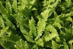 Dubbelloofvaren (Blechnum Spicant) -Tuinplanten Winkel 20121006121410 1