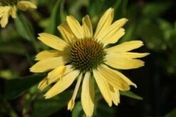 Zonnehoed (Echinacea Purpurea 'Sunrise') 26 Zonnehoed (Echinacea Purpurea 'Sunrise') -Tuinplanten Winkel 20121009143335 1