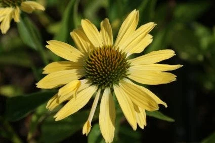 Zonnehoed (Echinacea Purpurea 'Sunrise') 12 Zonnehoed (Echinacea Purpurea 'Sunrise') - Afbeelding 10