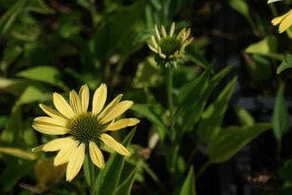 Zonnehoed (Echinacea Purpurea 'Sunrise') 11 Zonnehoed (Echinacea Purpurea 'Sunrise') - Afbeelding 9