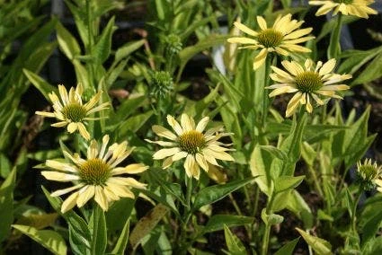 Zonnehoed (Echinacea Purpurea 'Sunrise') 10 Zonnehoed (Echinacea Purpurea 'Sunrise') - Afbeelding 8