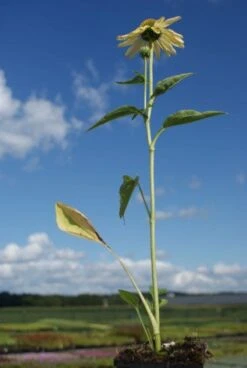 Zonnehoed (Echinacea Purpurea 'Sunrise') 28 Zonnehoed (Echinacea Purpurea 'Sunrise') -Tuinplanten Winkel 20121009143415 1