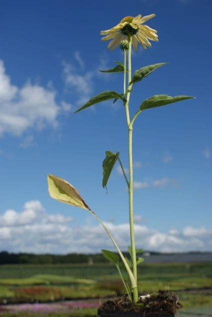 Zonnehoed (Echinacea Purpurea 'Sunrise') 14 Zonnehoed (Echinacea Purpurea 'Sunrise') - Afbeelding 12