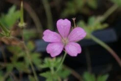Ooievaarsbek (Geranium Endressii) -Tuinplanten Winkel 20121009145703 1