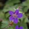 Ooievaarsbek (Geranium Wlassovianum) -Tuinplanten Winkel 20121009150155 1