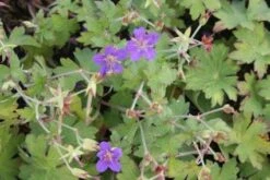 Ooievaarsbek (Geranium Wlassovianum) -Tuinplanten Winkel 20121009150207 1
