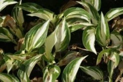 Funkia/Hartlelie (Hosta 'Fire And Ice') -Tuinplanten Winkel 20121009152038 1