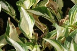 Funkia/Hartlelie (Hosta 'Fire And Ice') -Tuinplanten Winkel 20121009152052 1
