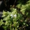 Dovenetel (Lamium Maculatum 'Album') -Tuinplanten Winkel 20121009160032 1