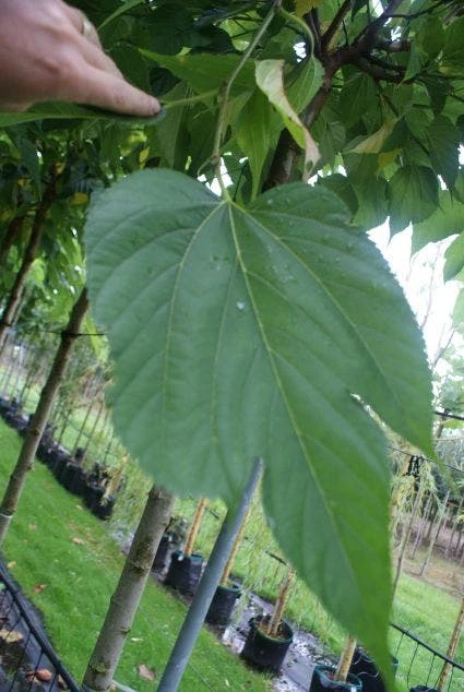 Dakmoerbei (Morus Alba 'Macrophylla') 5 Dakmoerbei (Morus Alba 'Macrophylla') - Afbeelding 3