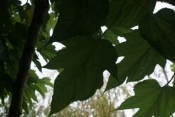 Dakmoerbei (Morus Alba 'Macrophylla') 20 Dakmoerbei (Morus Alba 'Macrophylla') -Tuinplanten Winkel 20121009162148 9