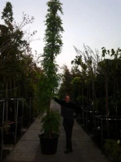 Blauwe Regen (Wisteria Sinensis) -Tuinplanten Winkel 20121012085312 13