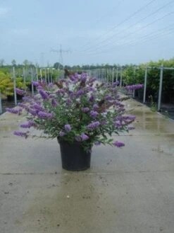 Vlinderstruik (Buddleja 'Blue Chip') -Tuinplanten Winkel 20121012121616 1