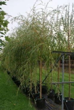 Treurwilg (Salix Sepulcralis 'Chrysocoma') 10 Treurwilg (Salix Sepulcralis 'Chrysocoma') -Tuinplanten Winkel 20121016132908 14