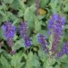 Salie (Salvia Nemorosa 'Viola Klose') 2 Salie (Salvia Nemorosa 'Viola Klose') -Tuinplanten Winkel 20121016133023 1