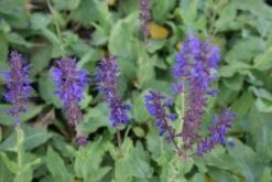 Salie (Salvia Nemorosa 'Viola Klose')