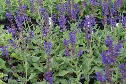 Salie (Salvia Nemorosa 'Viola Klose') 4 Salie (Salvia Nemorosa 'Viola Klose') - Afbeelding 2