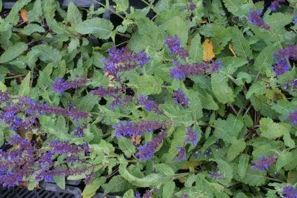 Salie (Salvia Nemorosa 'Viola Klose') 5 Salie (Salvia Nemorosa 'Viola Klose') - Afbeelding 3