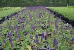 Salie (Salvia Nemorosa 'Mainacht') -Tuinplanten Winkel 20121016133317 1