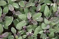 Salie (Salvia Officinalis 'Tricolor') -Tuinplanten Winkel 20121016133618 1