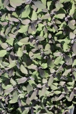 Salie (Salvia Officinalis 'Purpurascens') -Tuinplanten Winkel 20121016133815 1