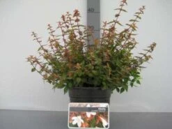 Abelia (Abelia Grandiflora 'Sherwood') -Tuinplanten Winkel 20121016143037 2