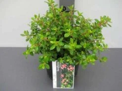 Escallonia (Escallonia 'Red Dream') -Tuinplanten Winkel 20121016145056 3
