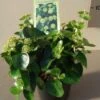 Struikklimop (Hedera Helix 'Arbori Compact') -Tuinplanten Winkel 20121016145642 2