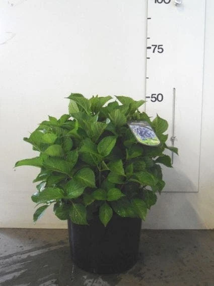 Hortensia (Hydrangea Macrophylla 'Nikko Blue') 9 Hortensia (Hydrangea Macrophylla 'Nikko Blue') - Afbeelding 7