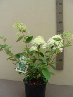 Hortensia (Hydrangea Paniculata 'Grandiflora') -Tuinplanten Winkel 20121016151513 6