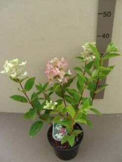 Pluimhortensia (Hydrangea Paniculata 'Pink Diamond') -Tuinplanten Winkel 20121016151556 3