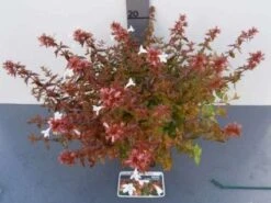 Abelia (Abelia Grandiflora 'Sherwood') -Tuinplanten Winkel 20121017125907 2