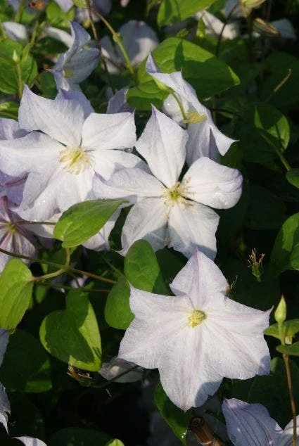 Bosrank (Clematis 'Dutch Sky') 4 Bosrank (Clematis 'Dutch Sky') - Afbeelding 2
