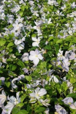 Bosrank (Clematis 'Dutch Sky') 8 Bosrank (Clematis 'Dutch Sky') -Tuinplanten Winkel 20121017142341 1