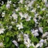 Bosrank (Clematis 'Dutch Sky') -Tuinplanten Winkel 20121017142358 1