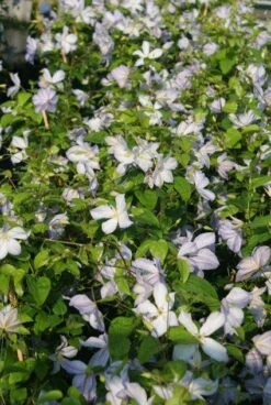 Bosrank (Clematis 'Dutch Sky')