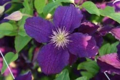 Bosrank (Clematis 'Rasputin') -Tuinplanten Winkel 20121017145831 1