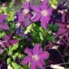 Bosrank (Clematis 'Rasputin') 1 Bosrank (Clematis 'Rasputin') -Tuinplanten Winkel 20121017145849 1