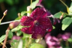 Bosrank (Clematis Viticella 'Royal Velours') -Tuinplanten Winkel 20121017161523 1