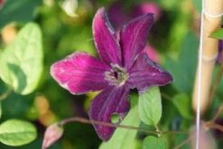 Bosrank (Clematis Viticella 'Royal Velours') -Tuinplanten Winkel 20121017161559 1