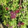 Bosrank (Clematis Viticella 'Royal Velours') -Tuinplanten Winkel 20121017161618 1