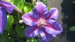 Bosrank (Clematis 'Mrs N Thompson') -Tuinplanten Winkel 20121030141310 1